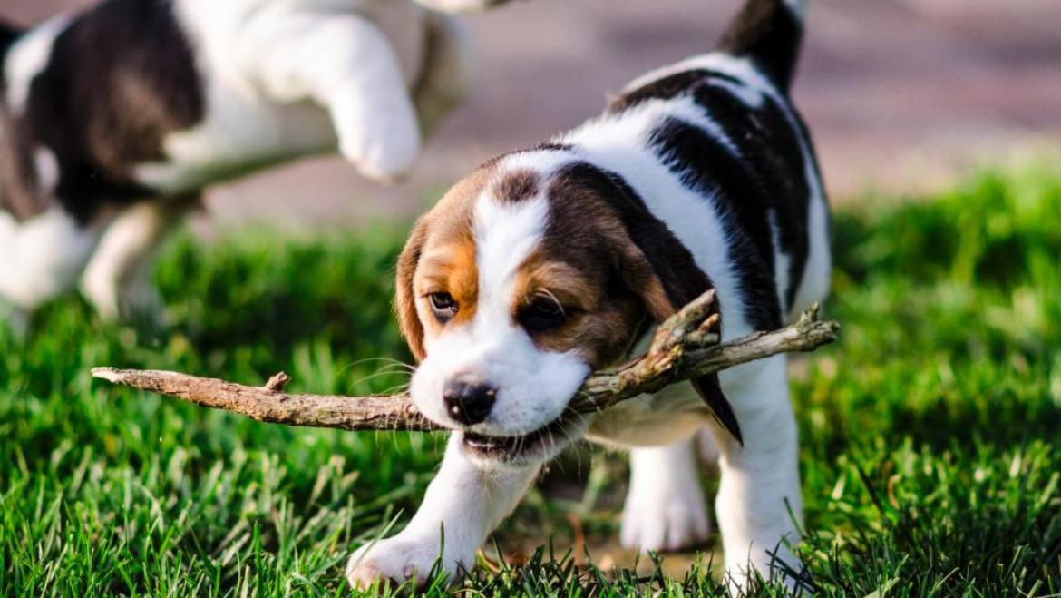 Pups